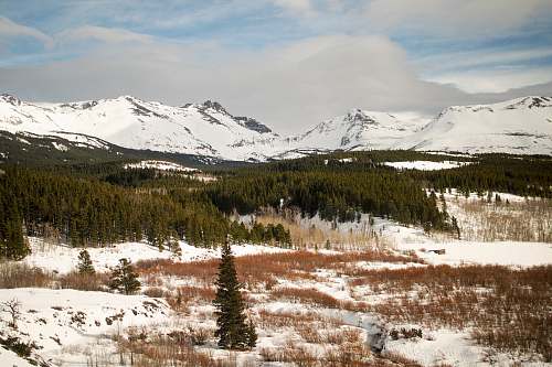 glacier national park photo of snow-capped mountains nearby pine trees alps